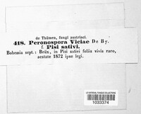Peronospora viciae image